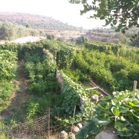 Jabaa to Battir