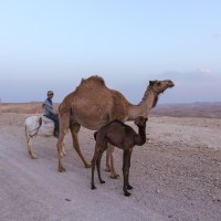 تقوع الى الرشايدة