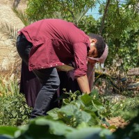 Beit Mirsim - Al Tal Homestay